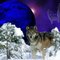 RunsWithWolves