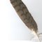 hawk2feather