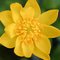 Buttercup5