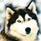 blue_eyed_husky