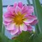 BC_Stargazers