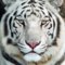 SilverTiger