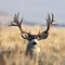 muledeer