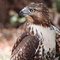 Hawk74