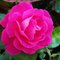 Juliette_2u