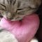 Pirocat