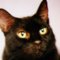pyewacket
