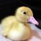 IMDuckie