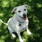 lovemylab