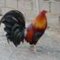 rooster_man rooster_man