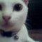 4kitty