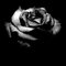 BabyBlackRose BabyBlackRose