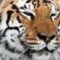tigerking