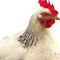 A_Chicken