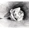 Rose2000 Rose2000