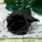 indyrose