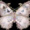 butterfly butterfly