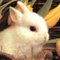 northwoodsbunny