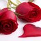 AngelnRoses