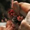 fightfan