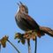 Song_Sparrow