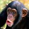 moon-monkey moon-monkey