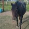 equinegirl