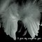angel_wingso82