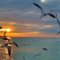 seagulll