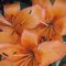 Blossom45