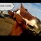 Horsewhisperindave