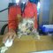steve_2434