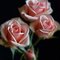 Arizona22Rose