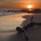 Sunset787