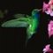 humnbird