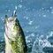 Luvs2Fish Luvs2Fish