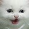Puddytat Puddytat