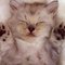 KittKatt17_Price KittKatt17_Price